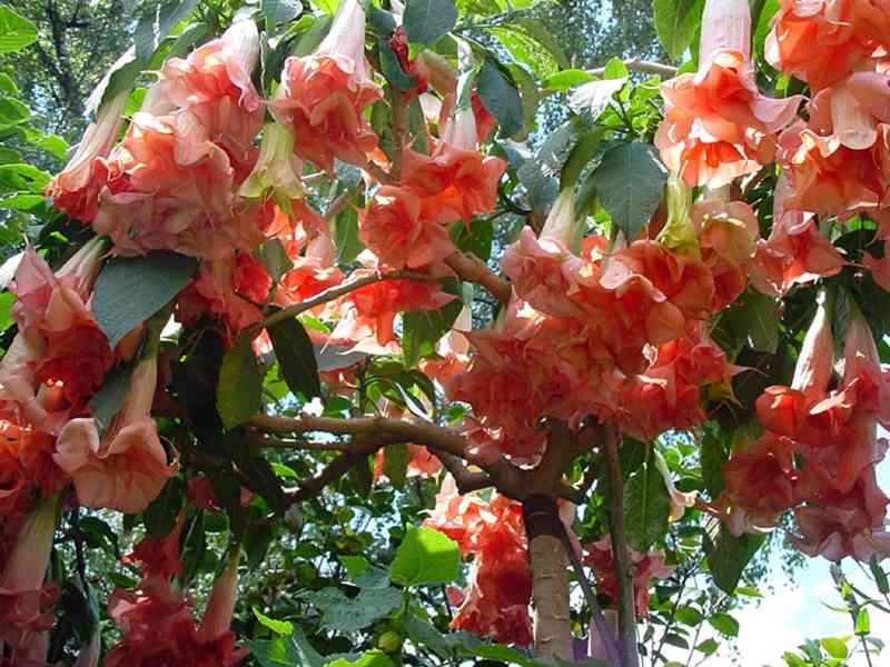 ŘÍZEK BRUGMANSIA PHÄNOMENAL - foto 1