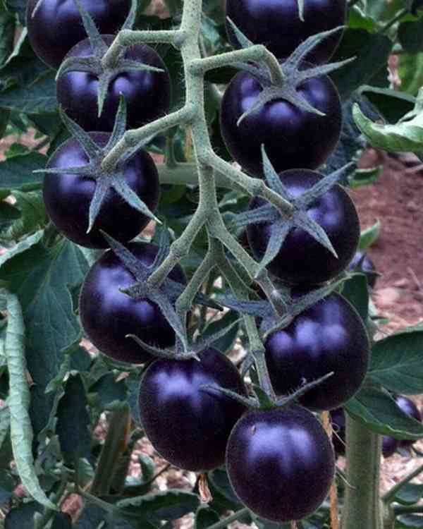 semena rajče Blackball - foto 1
