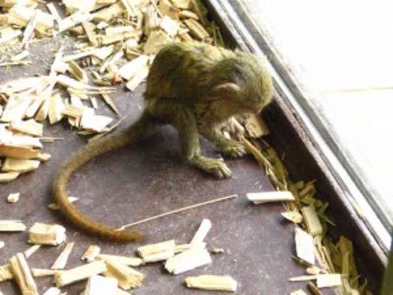 Malá sladká opice marmoška - foto 1