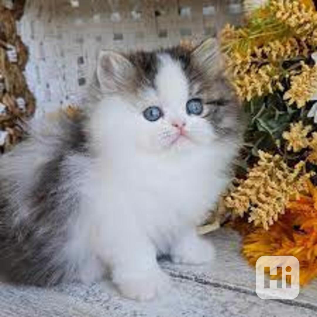 K dispozici zkrocená perská koťata - foto 1