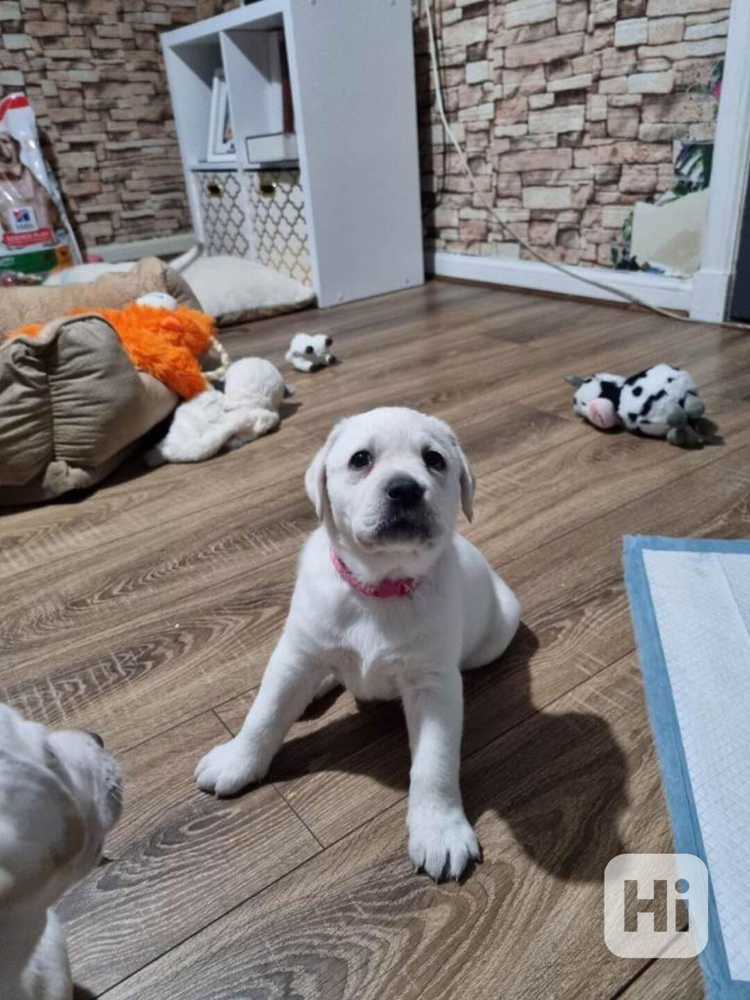 Štěňátka labradora - foto 1