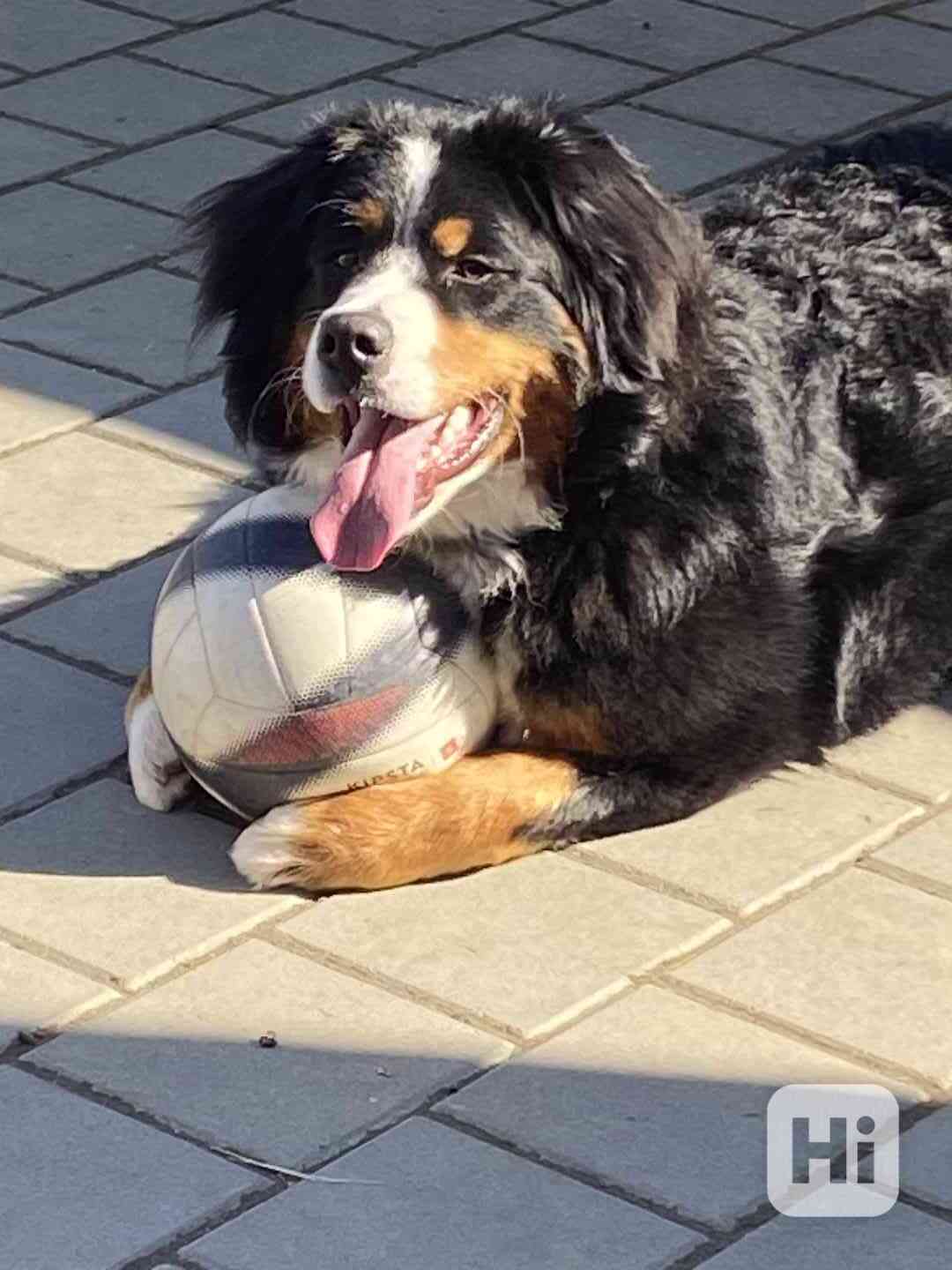 Fenka Bernský salašnický, narozená 18.5.2025 - foto 1