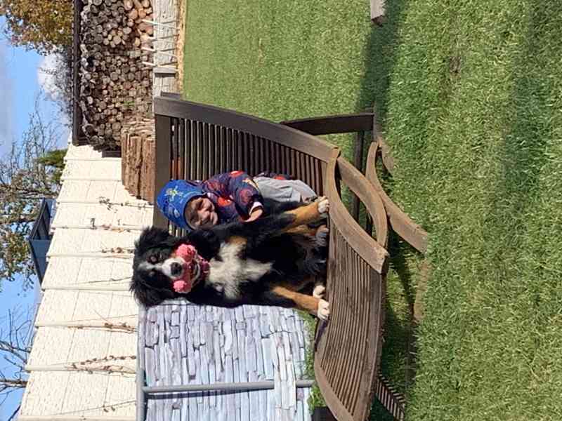 Fenka Bernský salašnický, narozená 18.5.2025 - foto 5