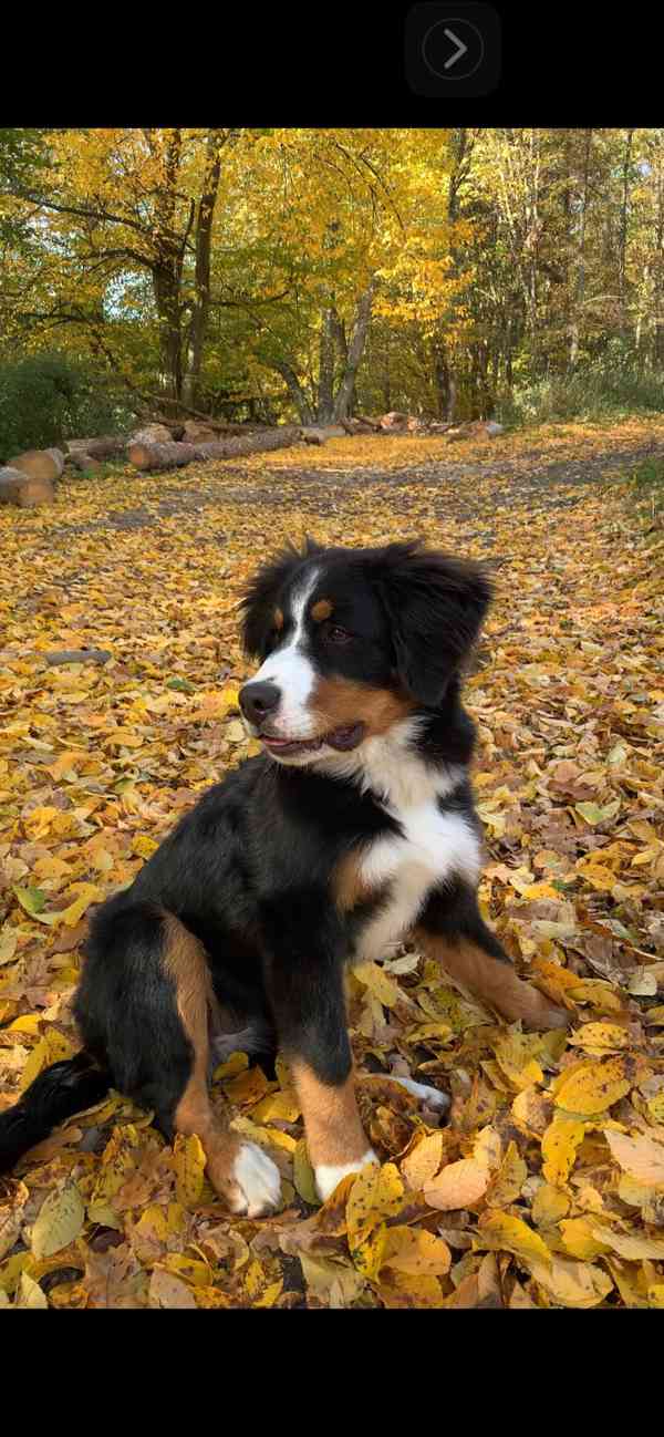 Fenka Bernský salašnický, narozená 18.5.2025 - foto 6