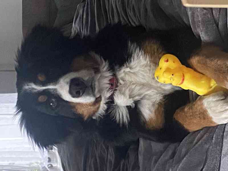 Fenka Bernský salašnický, narozená 18.5.2025 - foto 2