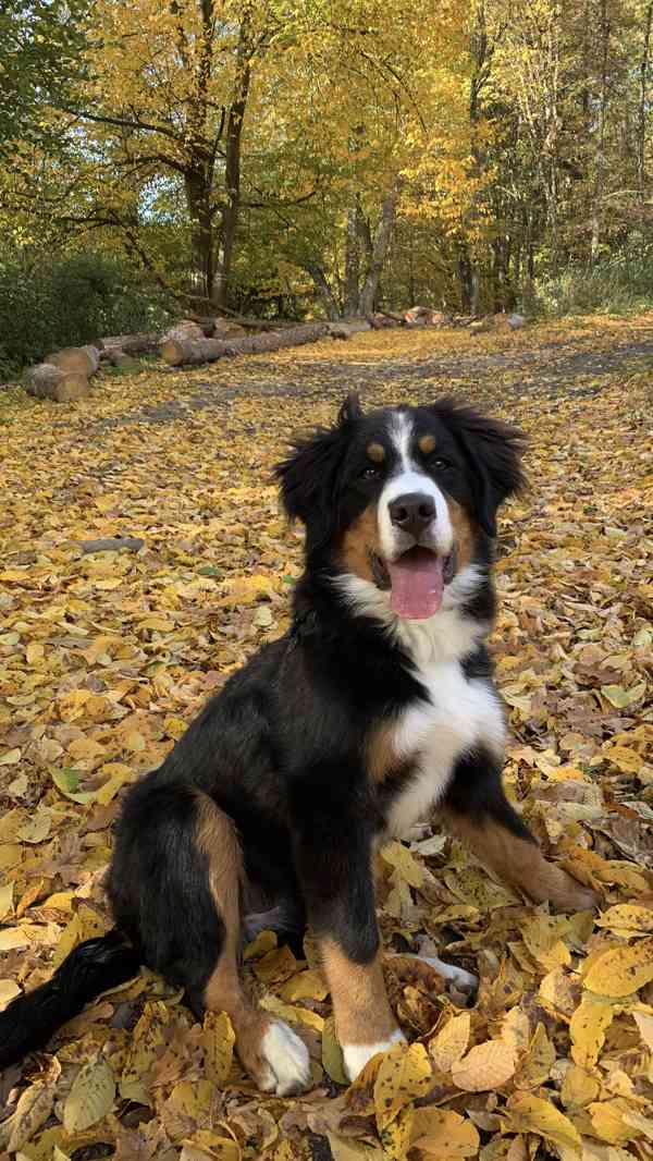 Fenka Bernský salašnický, narozená 18.5.2025 - foto 8