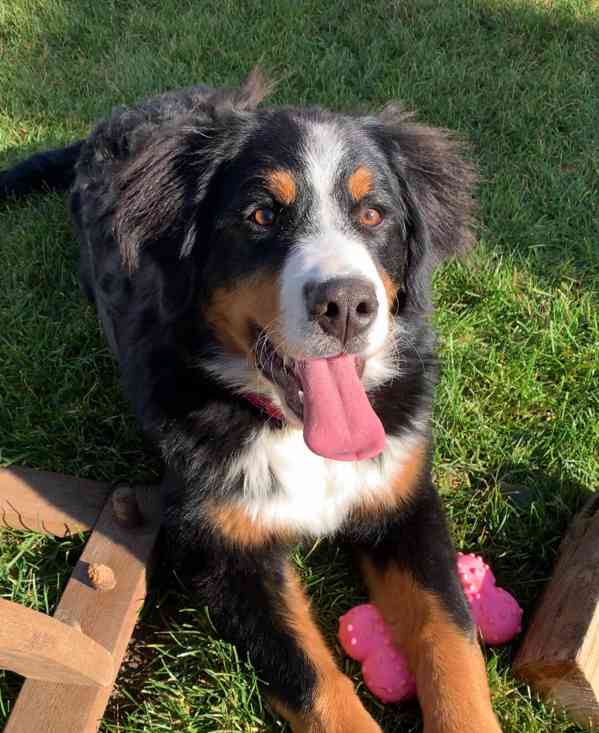 Fenka Bernský salašnický, narozená 18.5.2025 - foto 3