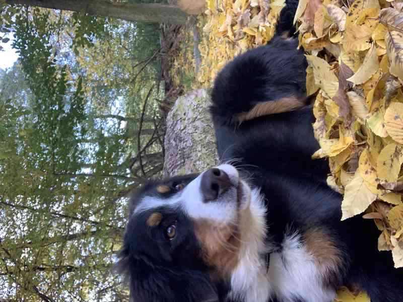 Fenka Bernský salašnický, narozená 18.5.2025 - foto 7