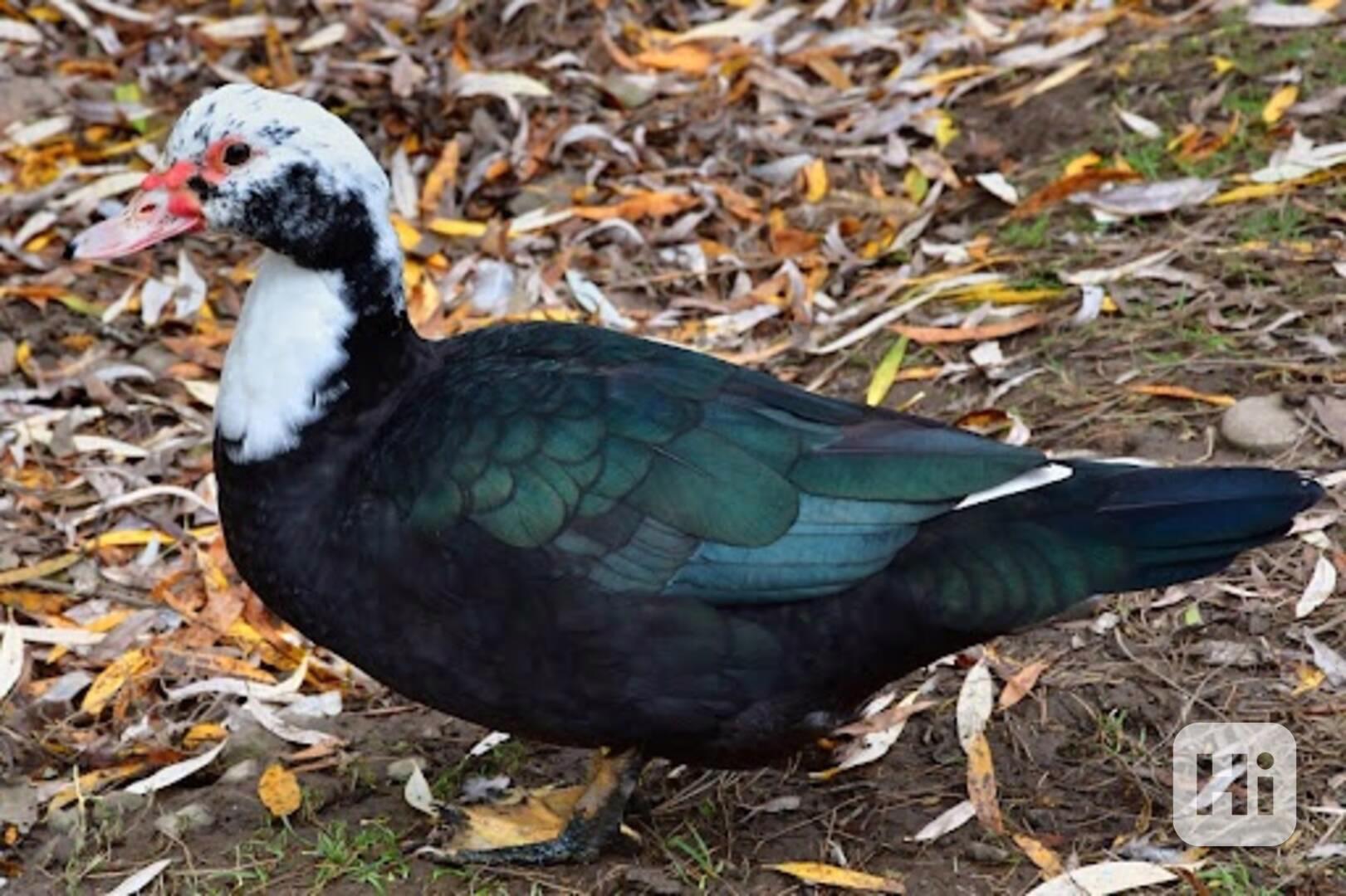 PIŽMOVKY VELKÉ - kachny i kačeři  - foto 1