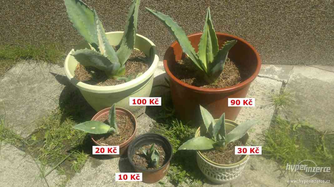 Agave americana (různé výhony i dospělé kusy) Orlová 1 - foto 2