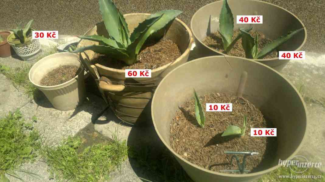Agave americana (různé výhony i dospělé kusy) Orlová 1 - foto 3