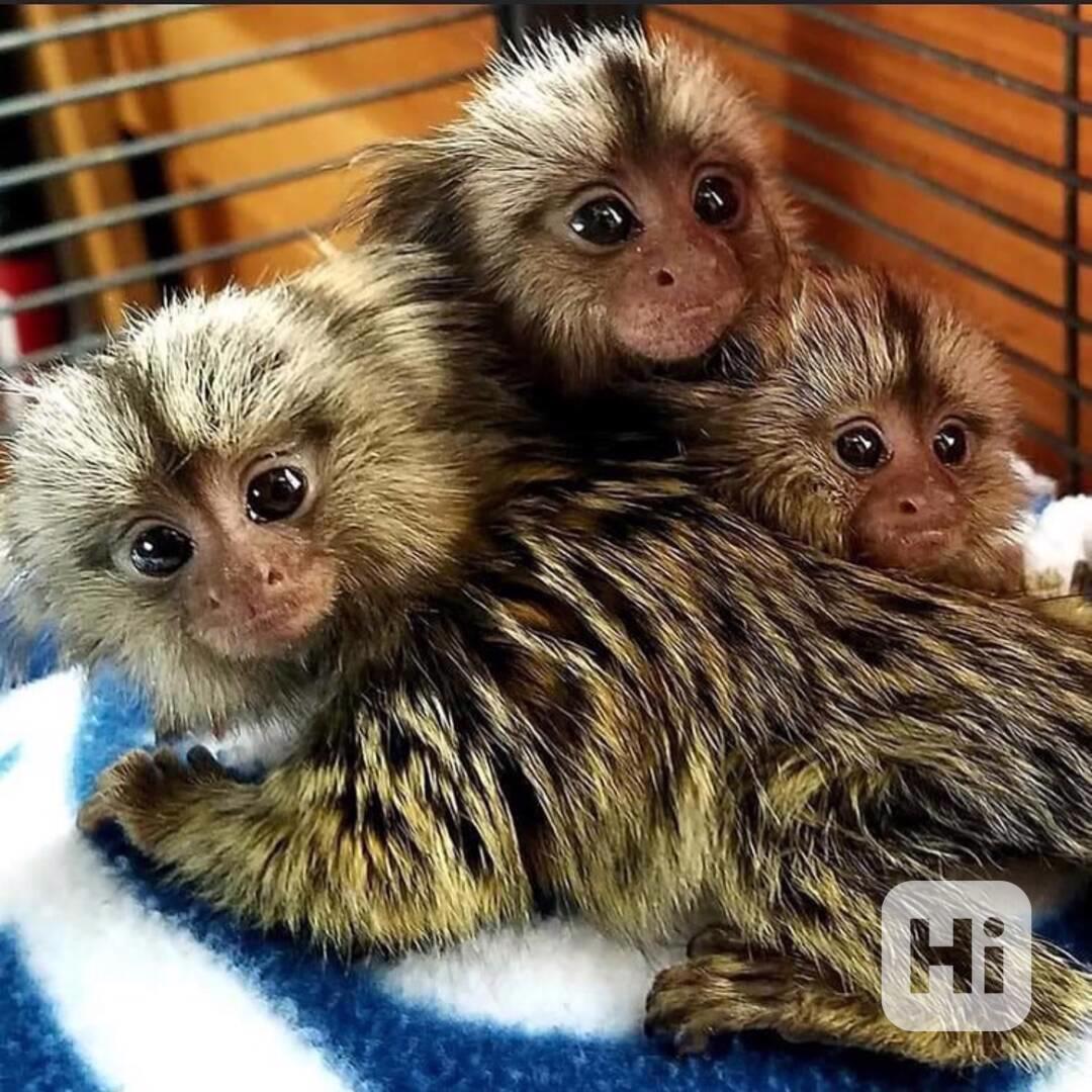 Zdravé kapucínské opice k dispozici – kluci i holčičky - foto 1