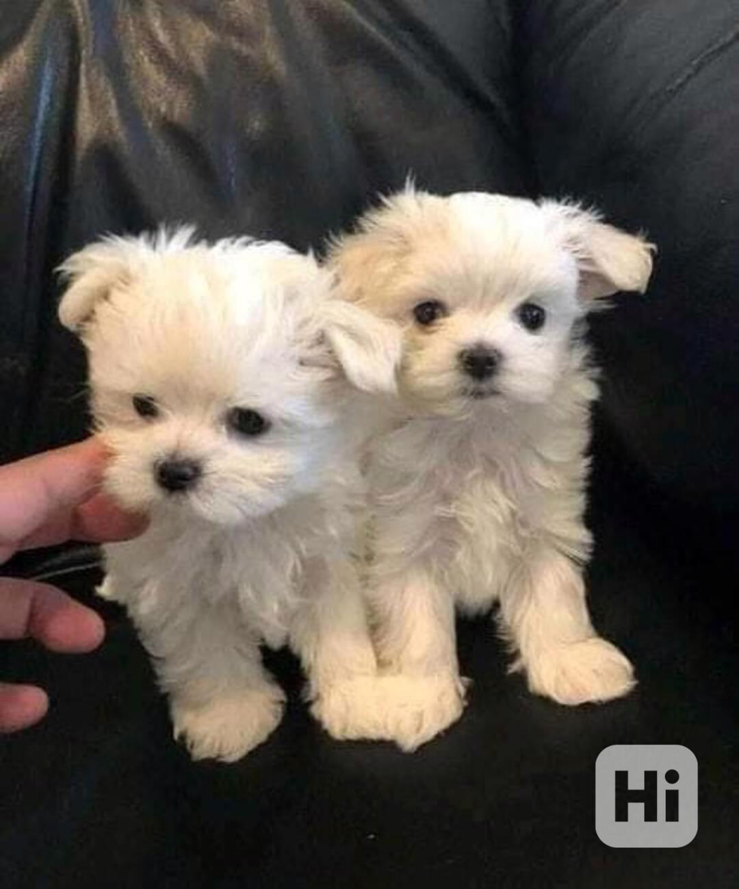 Štěňata maltézského ovčáka hledají domov. - foto 1