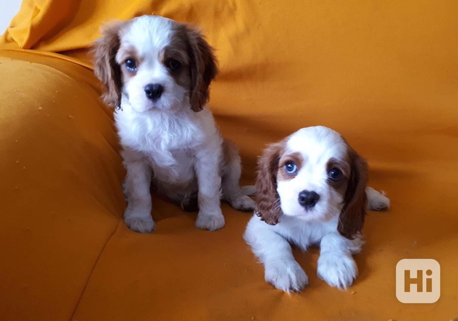 kavalír king charles španěl štěňata - foto 1