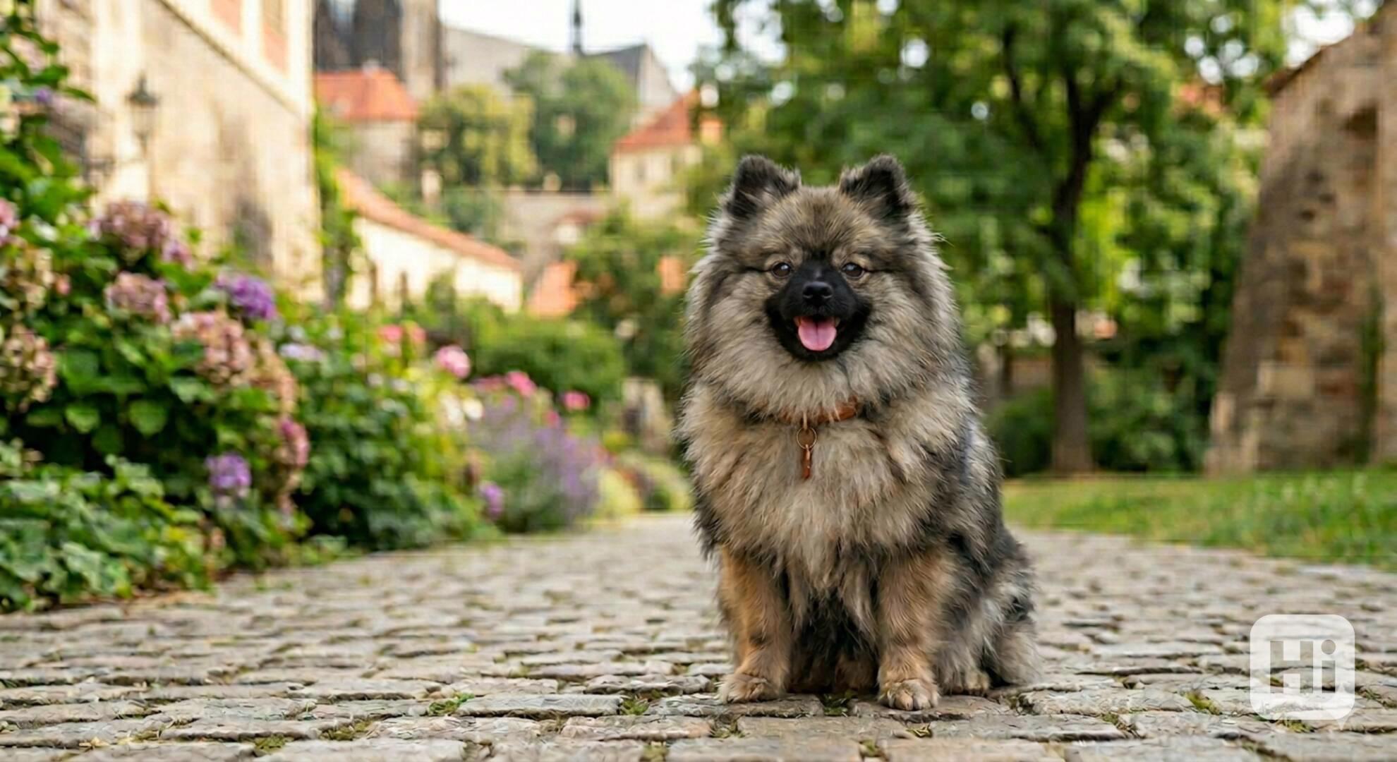 Hledáme štěně: Pomeranian (špic mini) – vlkošedá fenka - foto 1