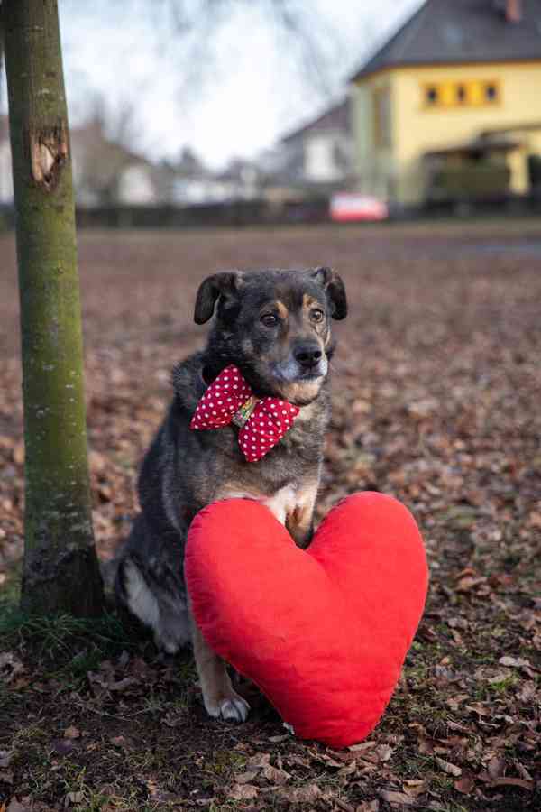 ALEX - 20 kg, kastrovaný psík 10 let - foto 5