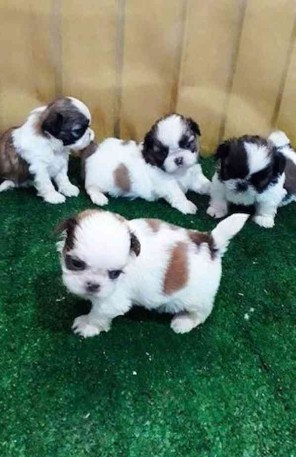 Shih-tzu sPP - foto 1