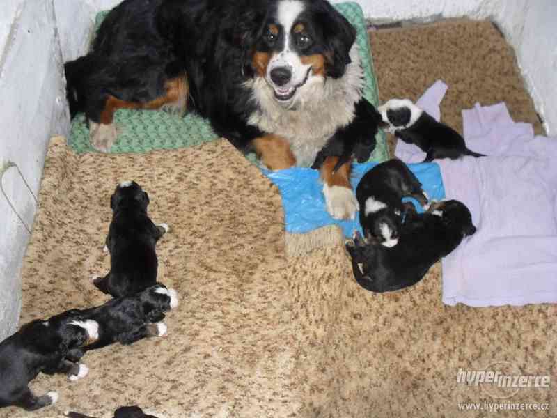 Prodám štěňata Bernského salašnického psa bez PP - foto 1