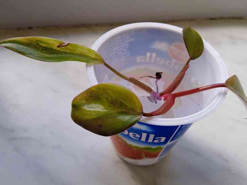 RARITNÍ PHILODENDRONY - foto 2