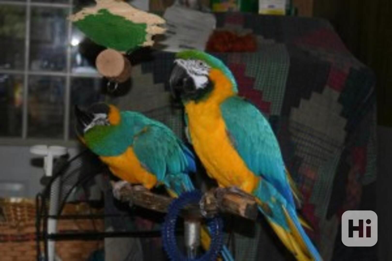 Rozkošný mluvící modrý a zlatý papoušek - foto 1