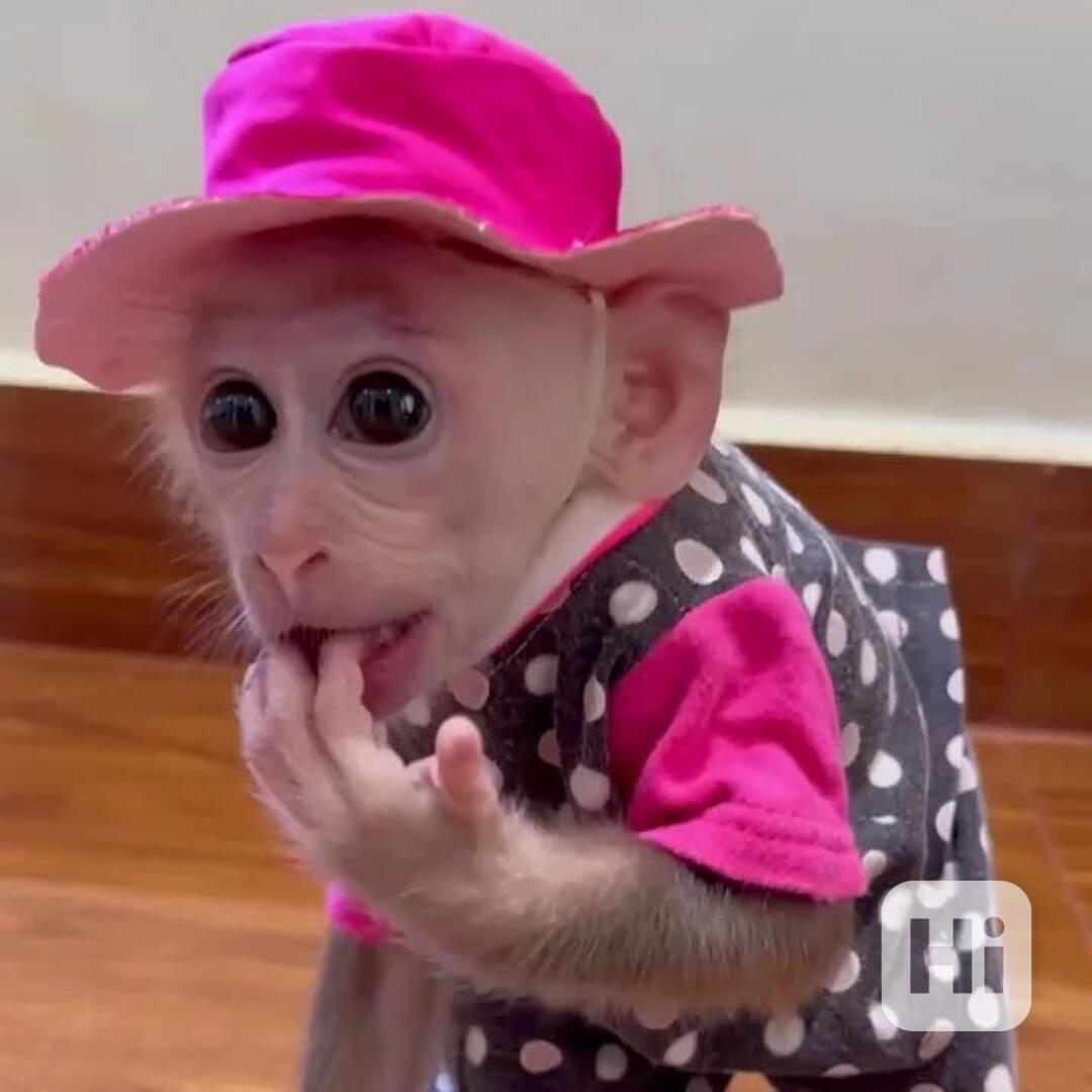 Přátelské kapucínské opice k adopci - foto 1