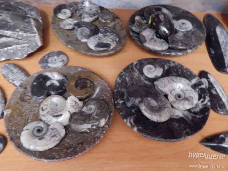 Zkameněliny a minerály (Orthoceras, Goniatit) - foto 1