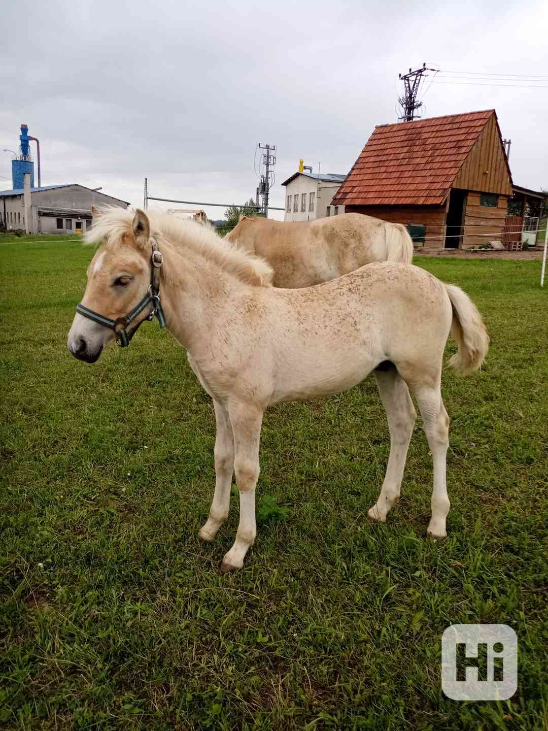 Letošní hřebeček - foto 1