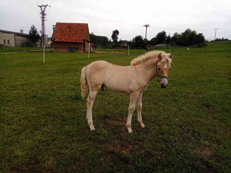 Letošní hřebeček - foto 6