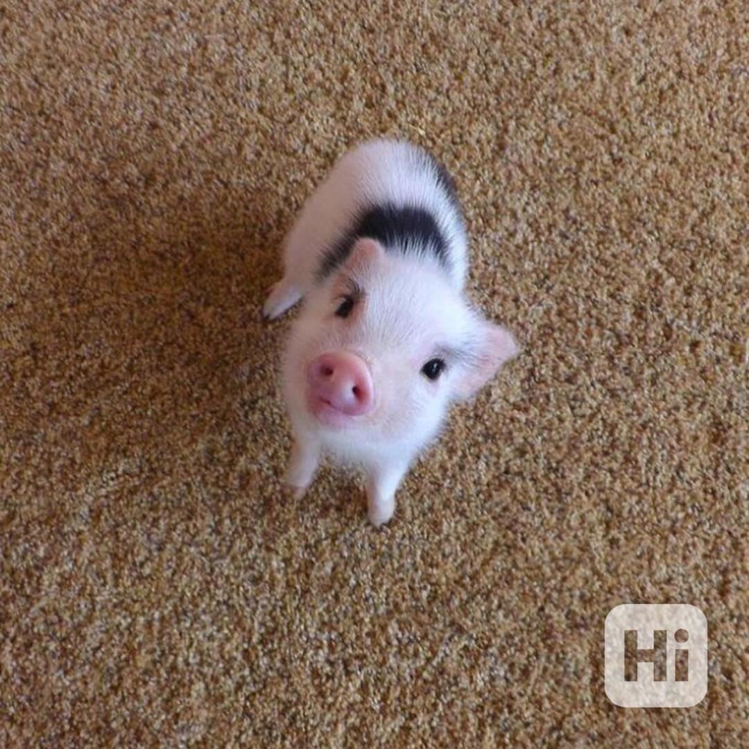 Zdravá prasata k prodeji - foto 1