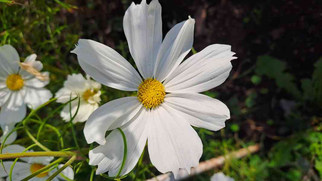 Zářivka velkokvětá bílá a růžová - foto 3