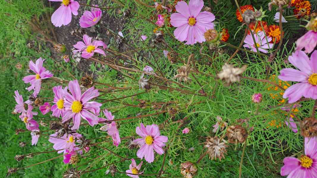 Zářivka velkokvětá bílá a růžová - foto 2