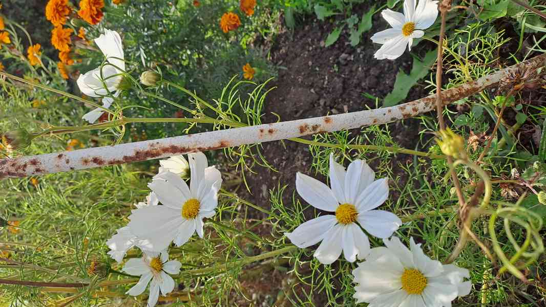 Zářivka velkokvětá bílá a růžová - foto 4