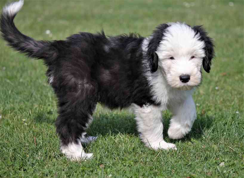 Bobtail štěňata - foto 2