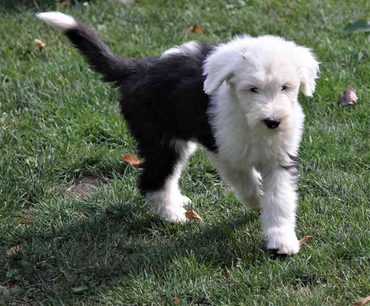 Bobtail štěňata - foto 4