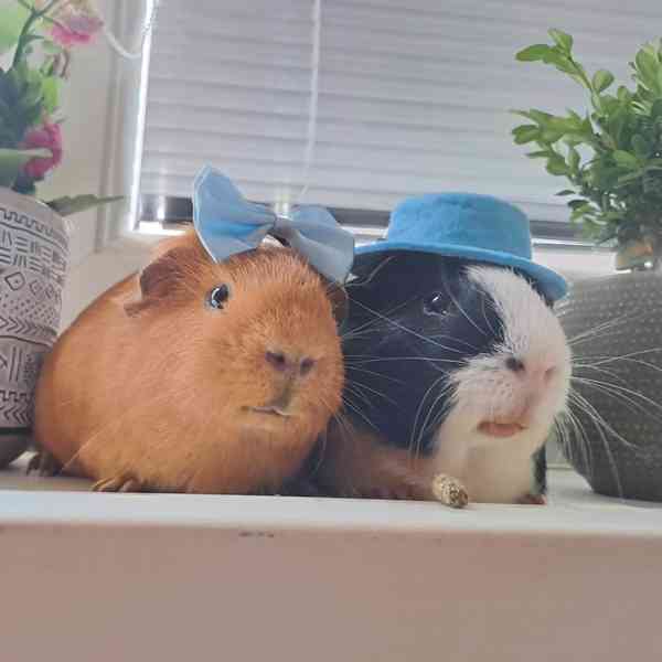 Krásná, zdravá prasata k prodeji