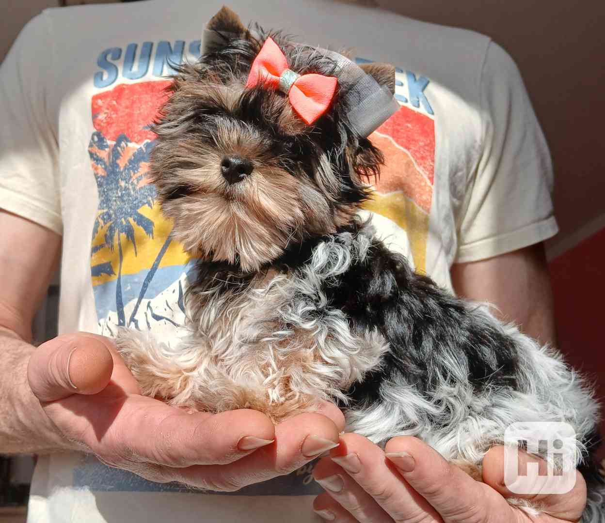 Biewer jorkširský terier holčička  - foto 1