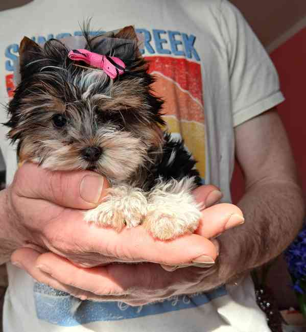 Biewer jorkširský terier holčička  - foto 2