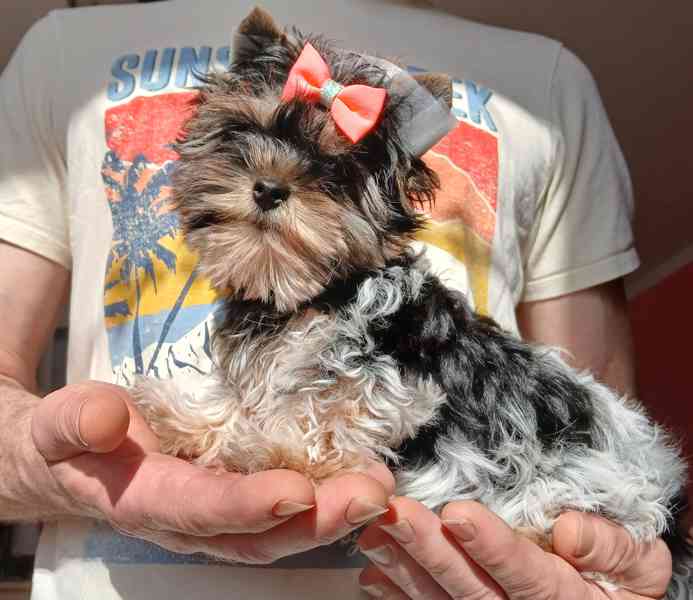 Biewer jorkširský terier holčička 