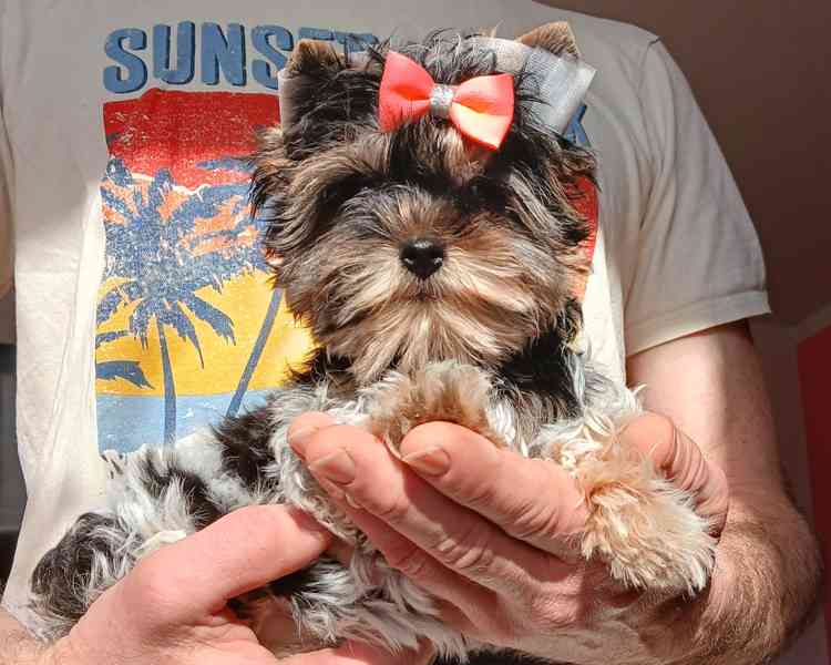 Biewer jorkširský terier holčička  - foto 3