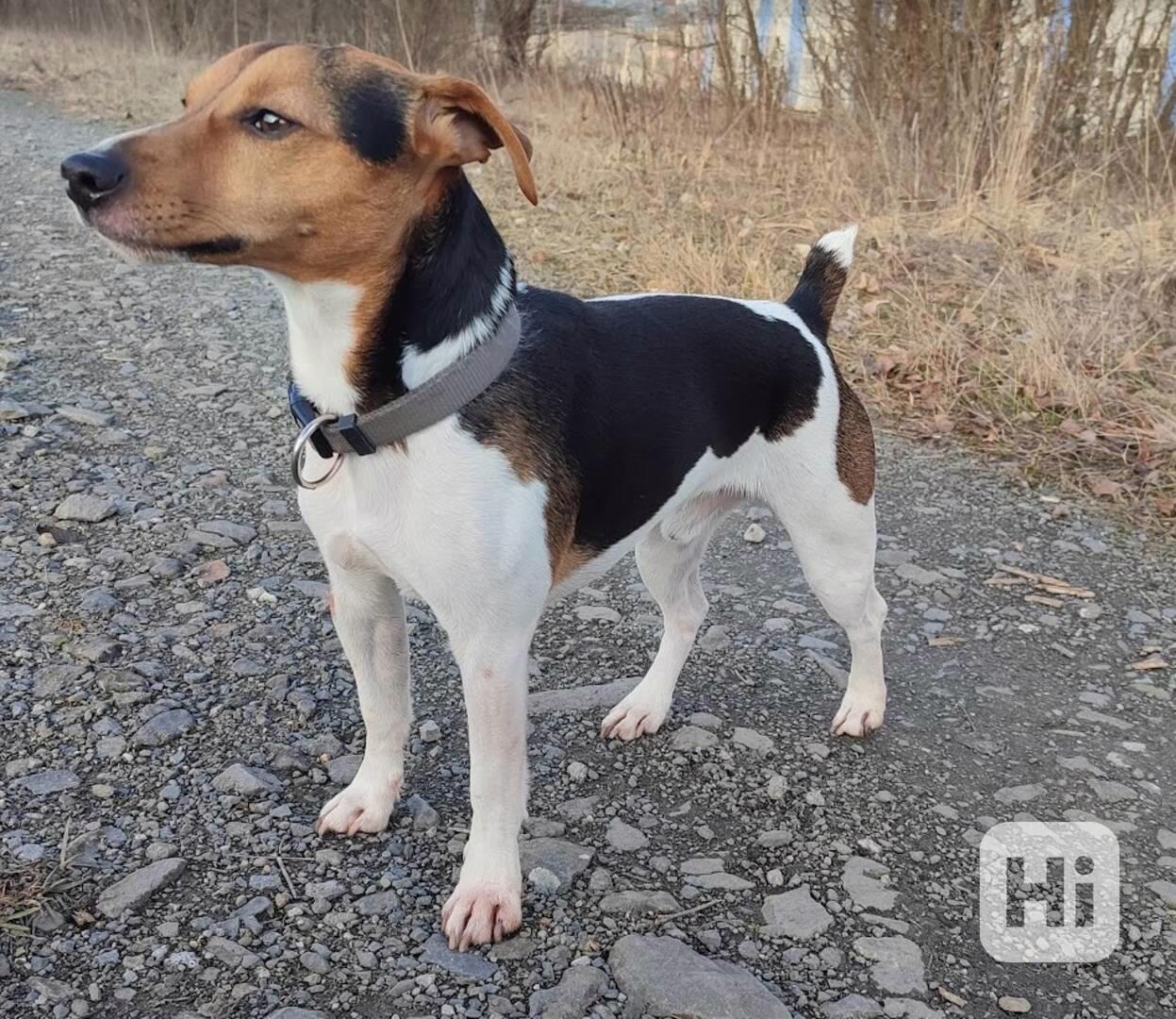 Pes Jack Russel ke krytí - foto 1