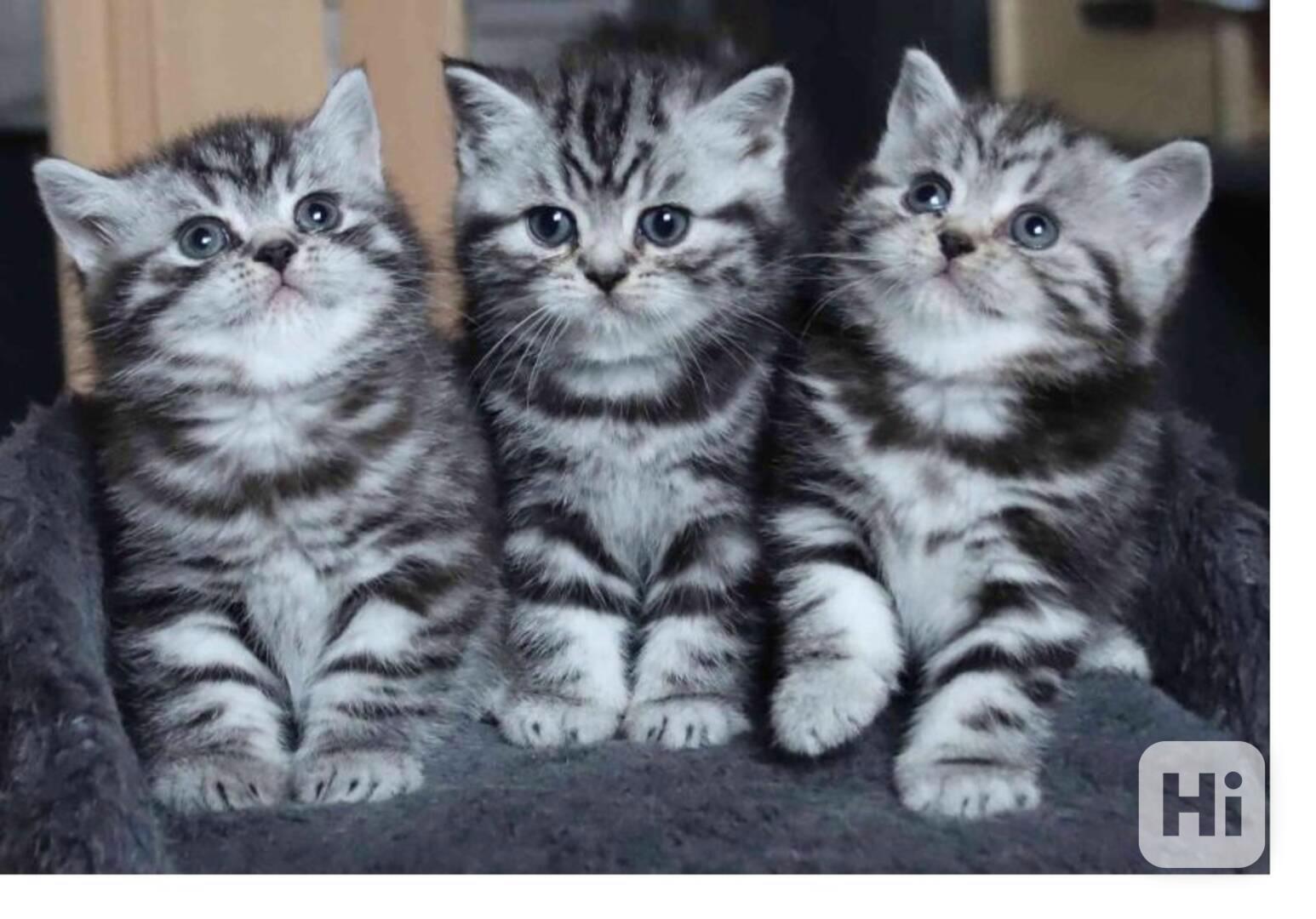 BKH Koťátka s rodokmenem - foto 1