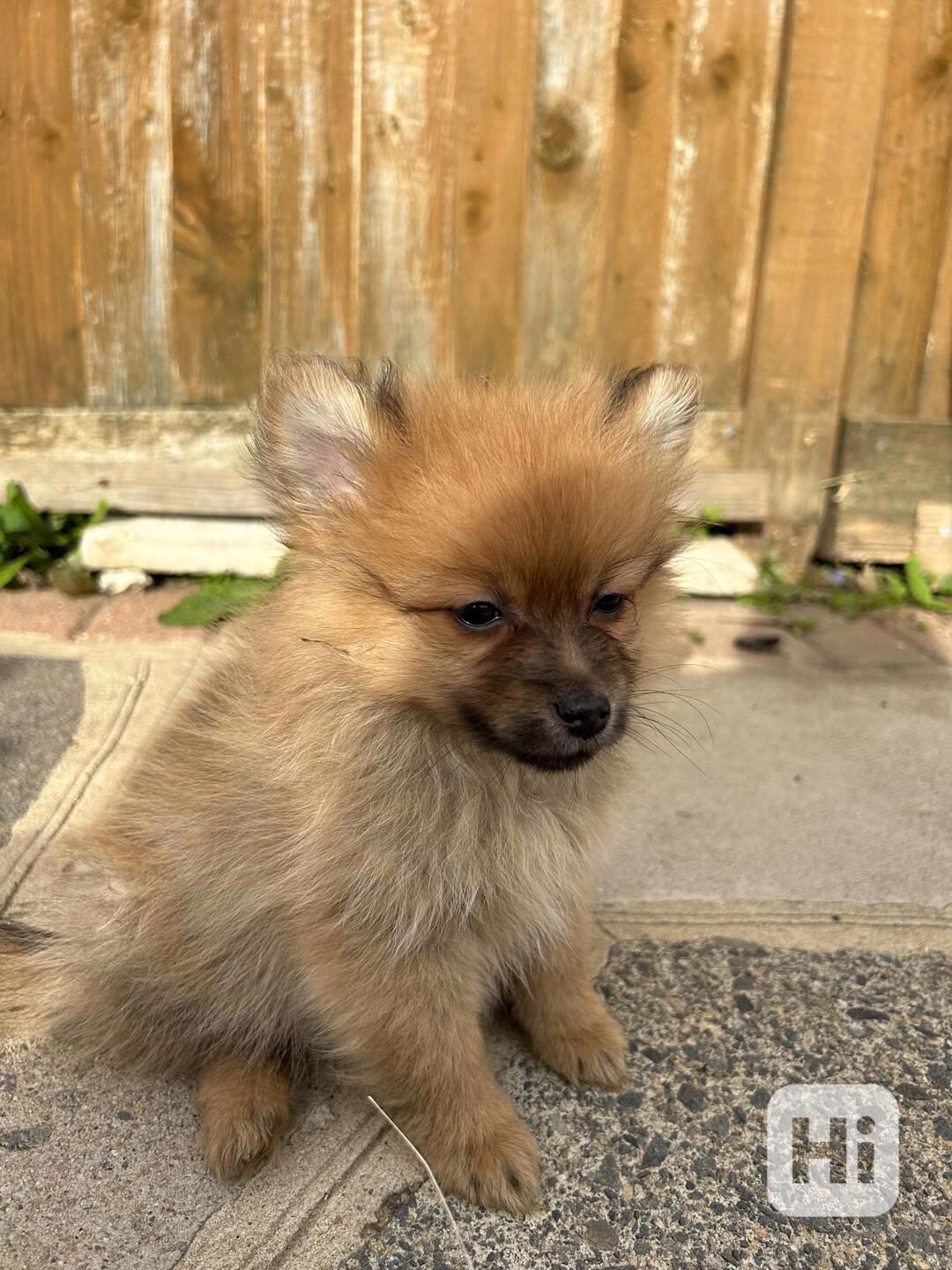 Adorable puppy ❤️ brown Pomeranian puppies looking for a lov - foto 1