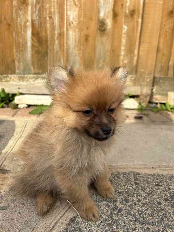 Adorable puppy ❤️ brown Pomeranian puppies looking for a lov - foto 1