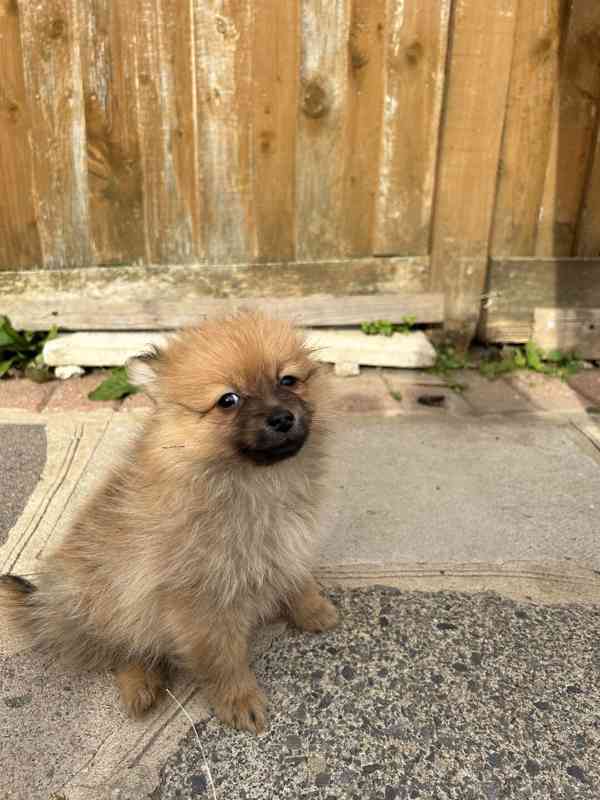 Adorable puppy ❤️ brown Pomeranian puppies looking for a lov - foto 2