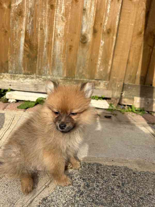 Adorable puppy ❤️ brown Pomeranian puppies looking for a lov - foto 3