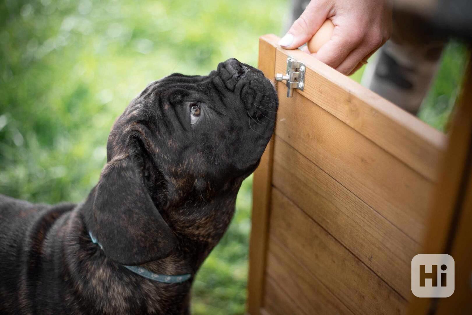 Cane corso  - foto 1