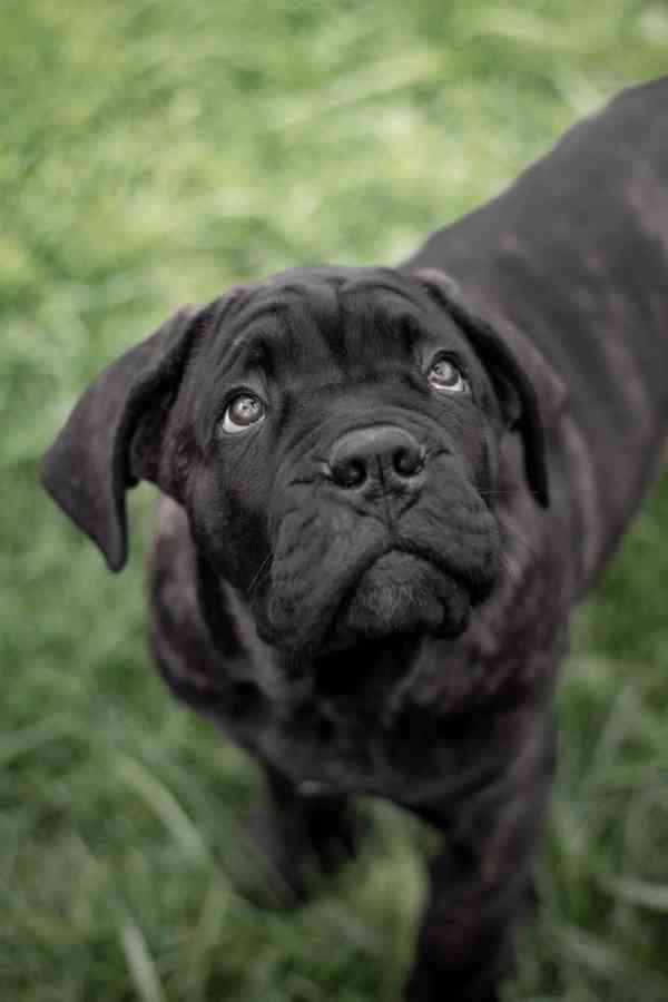 Cane corso  - foto 3