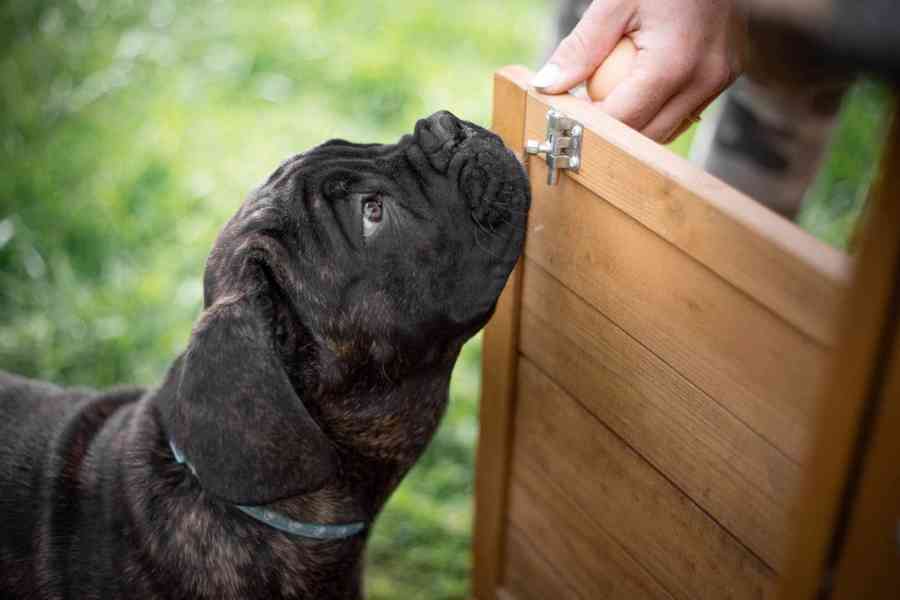 Obrázek k inzerátu: Cane corso