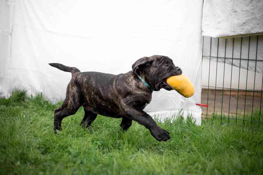 Cane corso  - foto 2