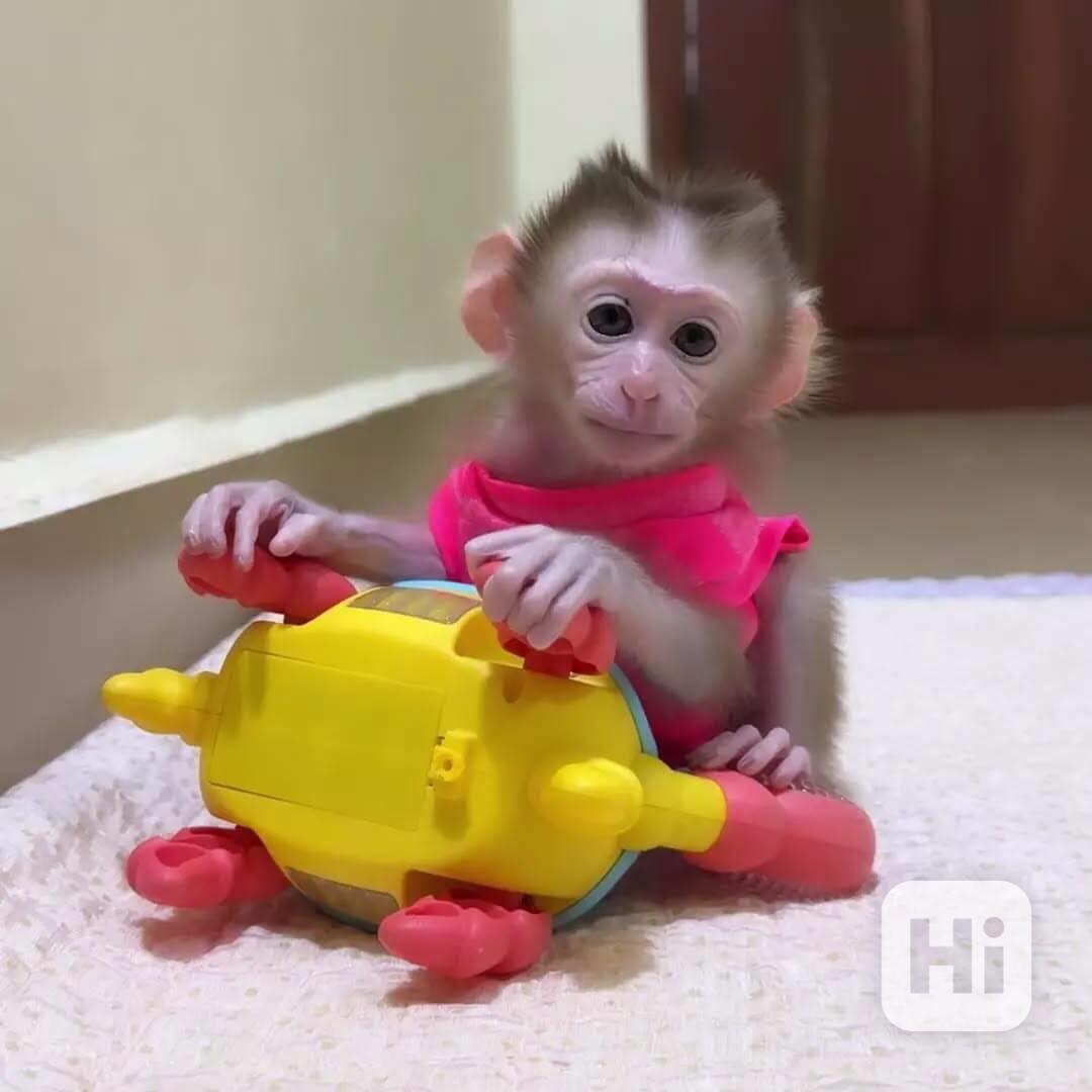 Úžasná kapucínská opice na prodej 🐒🌟 - foto 1